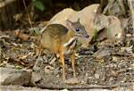 Where Do Mouse Deer Live?