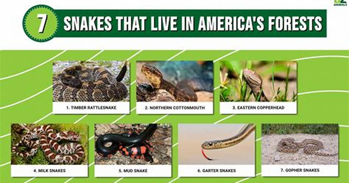 Where Do Mud Snakes Live?