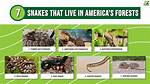 Where Do Mud Snakes Live?