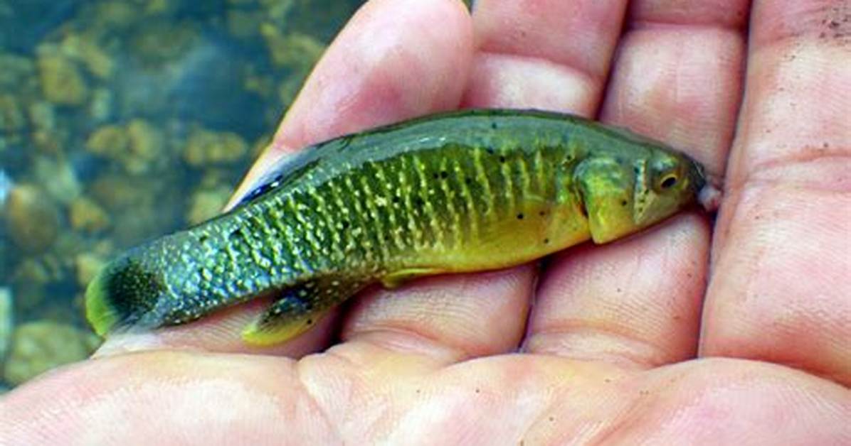 Where Do Mummichog Spawn?