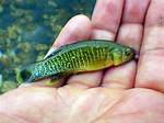 Where Do Mummichog Spawn?