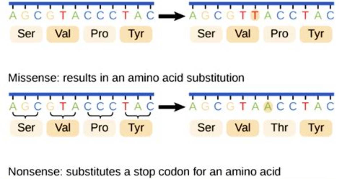 Where Do Mutations Occur
