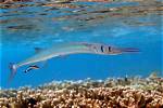 Where Do Needlefish Live?