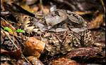 Where Do Nightjars Roost?