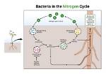 Where Do Nitrifying Bacteria Live?