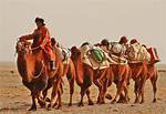 Where Do Nomads Come from?