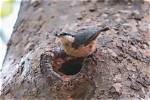 Where Do Nuthatch Nest?