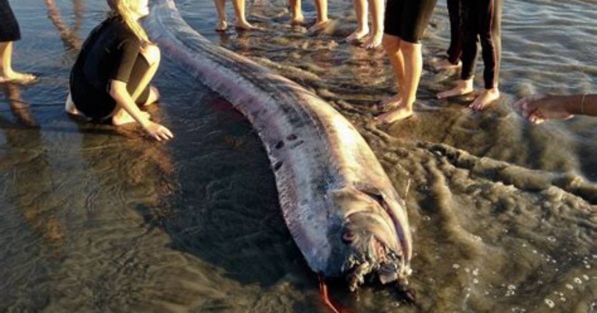 Where Do Oarfish Live?