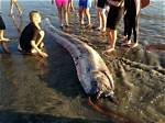 Where Do Oarfish Live?