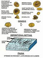 Where Do Oolites Form?