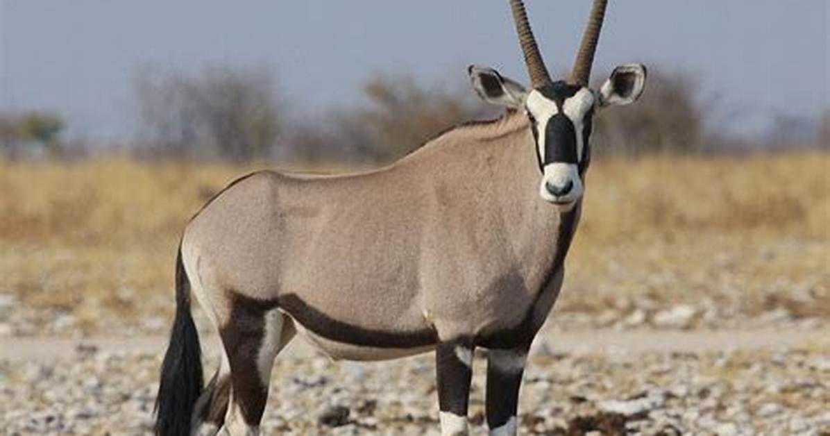 Where Do Oryx Live?