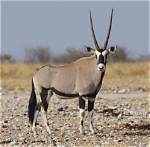 Where Do Oryx Live?