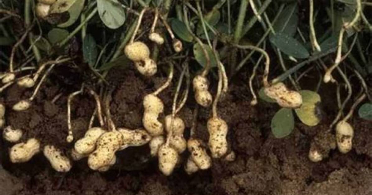 Where Do Peanuts Come from?