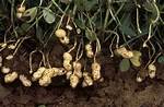 Where Do Peanuts Come from?