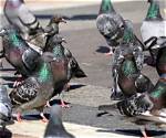 Where Do Pigeons Live?