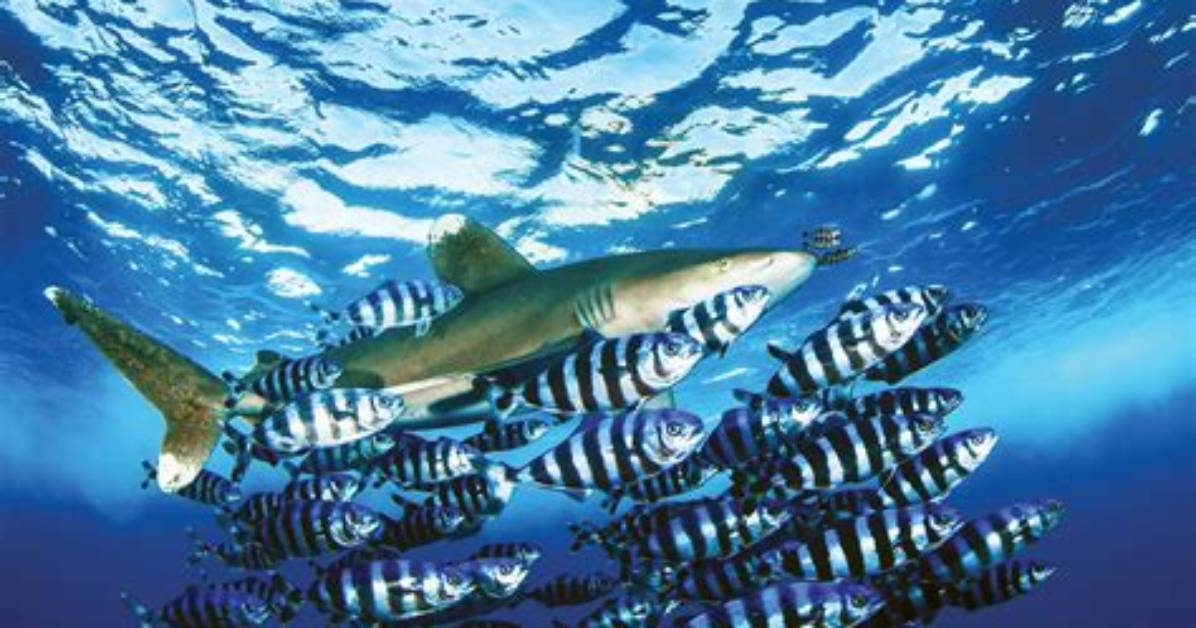 Where Do Pilot Fish Live?