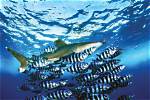 Where Do Pilot Fish Live?