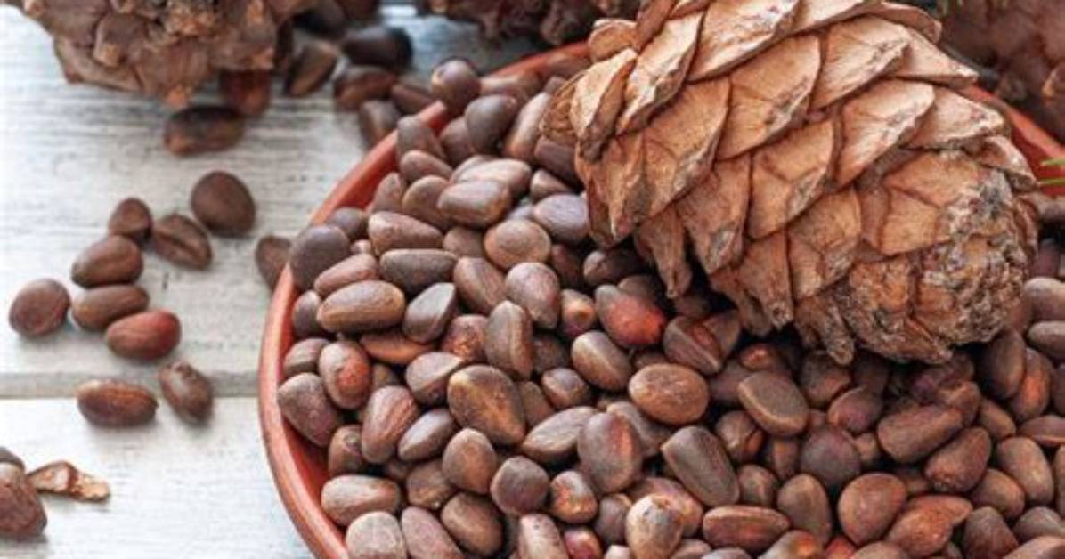 Where Do Pine Nuts Come from?