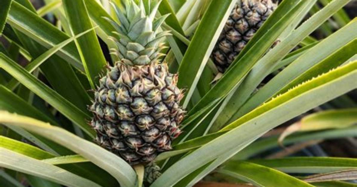 Where Do Pineapples Come From