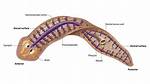 Where Do Planarians Live?