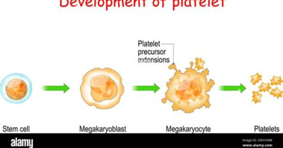 Where Do Platelets Come from?