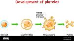 Where Do Platelets Come from?