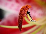 Where Do Pollen Come from?
