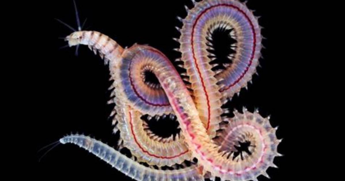 Where Do Polychaetes Live?