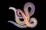 Where Do Polychaetes Live?