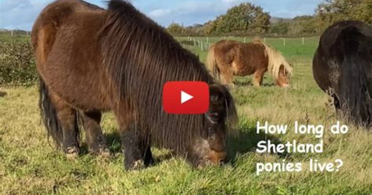 Where Do Ponies Live?