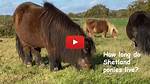 Where Do Ponies Live?