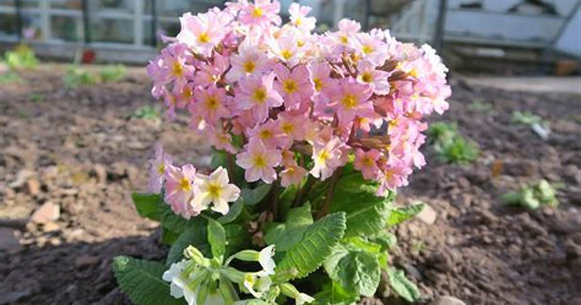 Where Do Primulas Grow