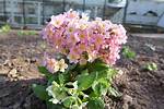 Where Do Primulas Grow