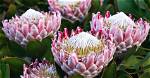 Where Do Proteas Grow