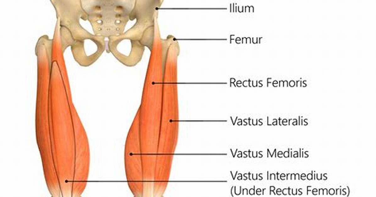 Where Do Quadriceps Insert?