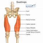 Where Do Quadriceps Insert?