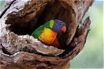Where Do Rainbow Lorikeets Live?