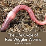 Where Do Red Wigglers Live?