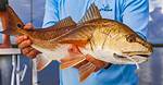 Where Do Redfish Come from?