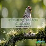 Where Do Redpolls Nest?