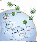 Where Do Retroviruses Replicate?