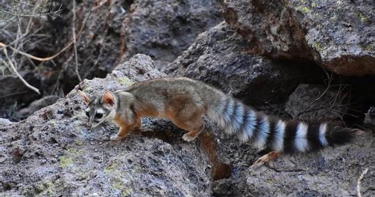 Where Do Ringtails Live?