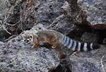 Where Do Ringtails Live?