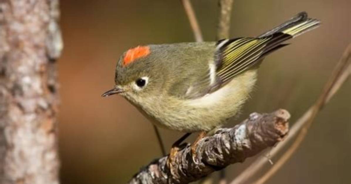 Where Do Ruby Crowned Kinglets Live?