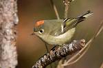 Where Do Ruby Crowned Kinglets Live?