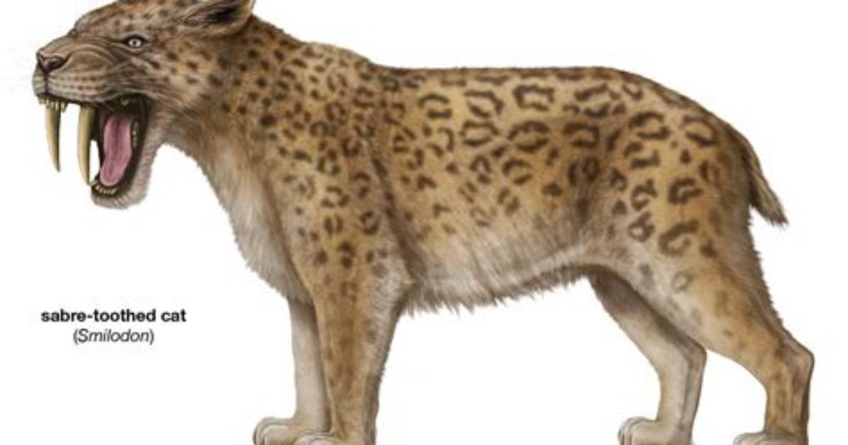Where Do Sabertooths Live?