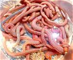 Where Do Sandworms Live?