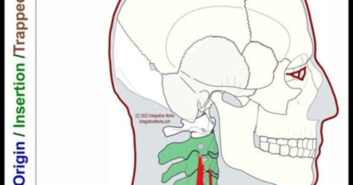 Where Do Scalenes Insert