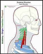 Where Do Scalenes Insert