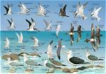 Where Do Seabirds Sleep?